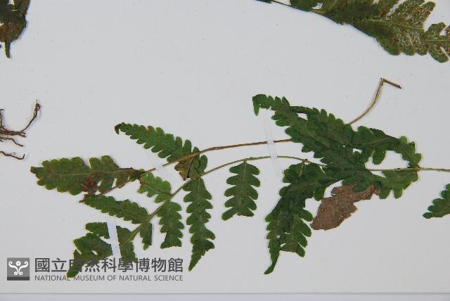 岩生蹄蓋蕨藏品圖，第4張