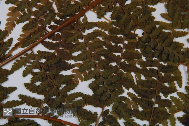 熱帶鱗蓋蕨藏品圖，第4張