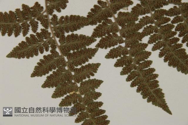 腫足蕨藏品圖，第4張
