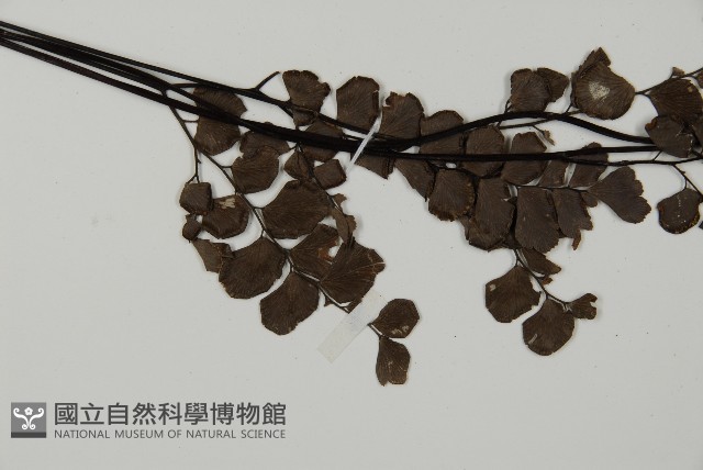 扇葉鐵線蕨藏品圖，第3張