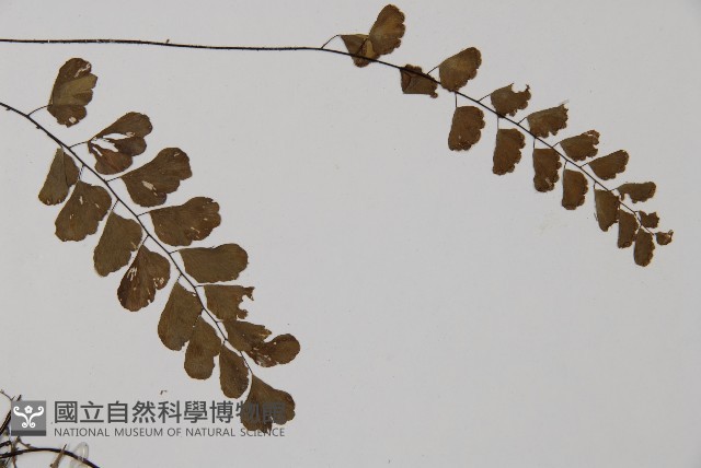 半月形鐵線蕨藏品圖，第4張