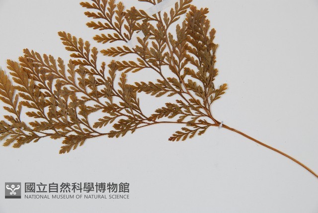 海州骨碎補藏品圖，第4張