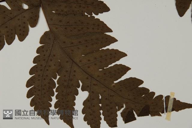 陰地三叉蕨藏品圖，第4張