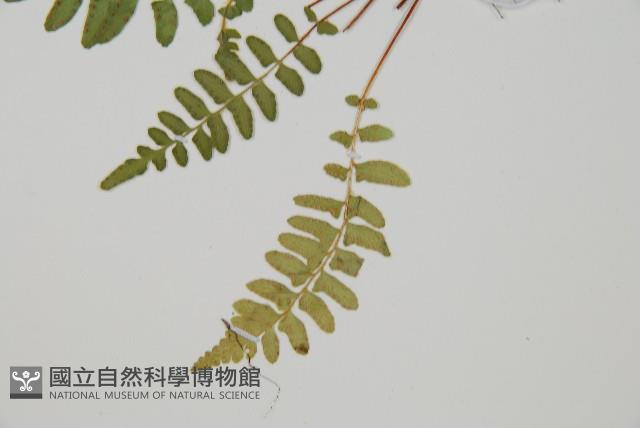 岩蕨藏品圖，第2張
