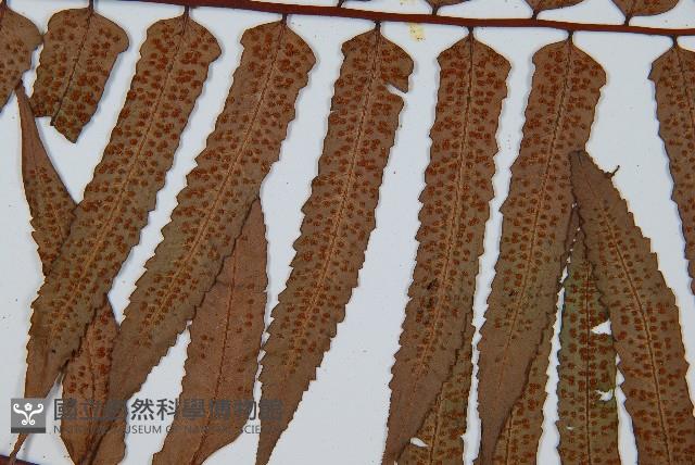 黑桫蕨藏品圖，第7張