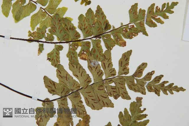 小鐵角蕨藏品圖，第4張