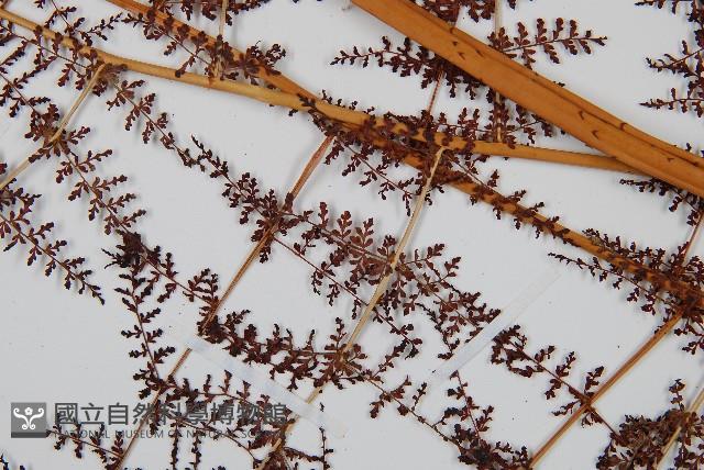 鳳尾蕨藏品圖，第4張