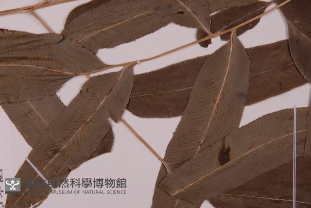 華鳳丫蕨藏品圖，第4張