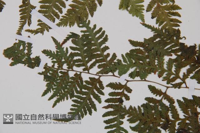 日本蹄蓋蕨藏品圖，第4張