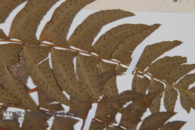 鐮羽貫眾藏品圖，第4張