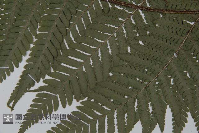 肋毛蕨藏品圖，第4張