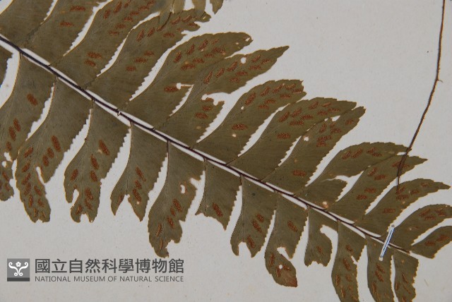 單邊鐵角蕨藏品圖，第4張