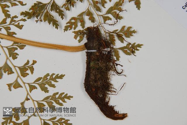 大膜蓋蕨藏品圖，第4張