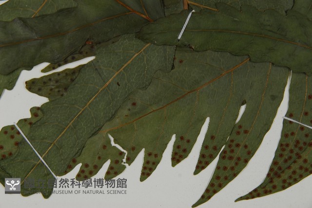 蛇脈三叉蕨藏品圖，第4張