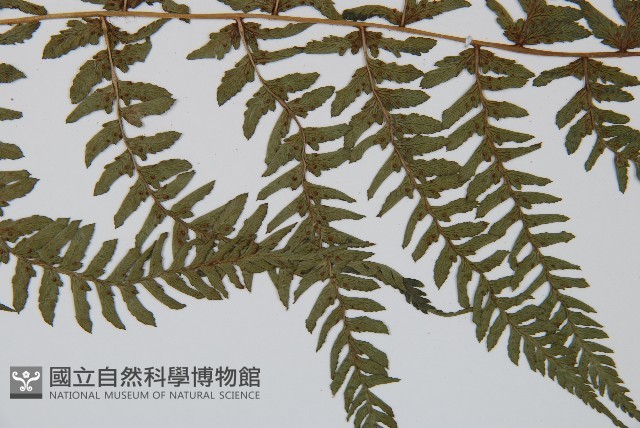 禾稈蹄蓋蕨藏品圖，第4張