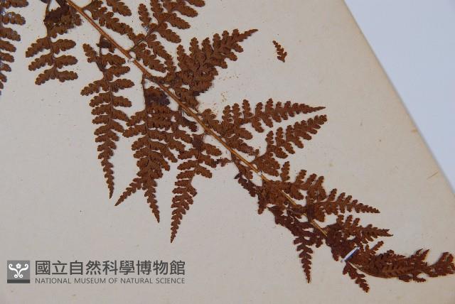 熱帶鱗蓋蕨藏品圖，第4張