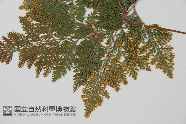 海州骨碎補藏品圖，第7張