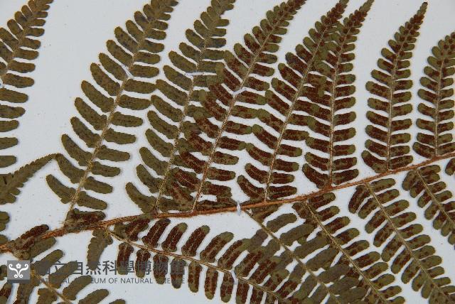 闊鱗鱗毛蕨藏品圖，第4張