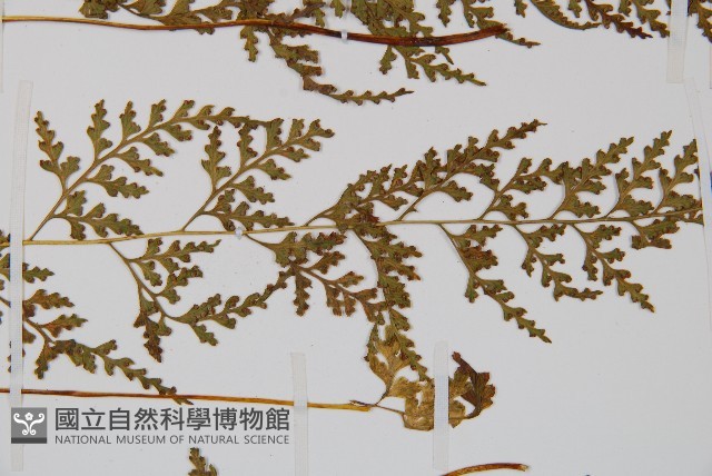 溪洞碗蕨藏品圖，第3張