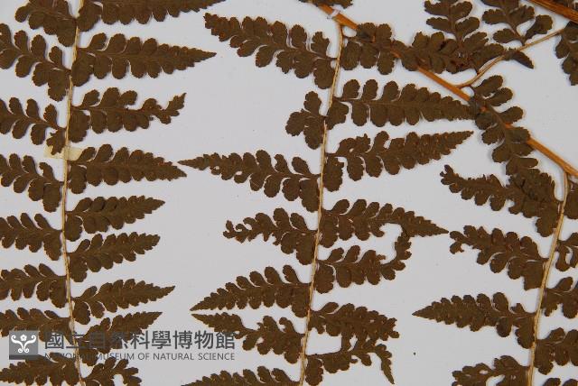 刺柄碗蕨藏品圖，第4張