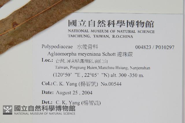 連珠蕨藏品圖，第4張