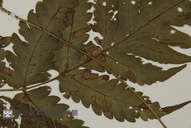 屏東擬肋毛蕨藏品圖，第4張