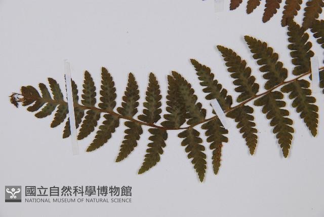 麥稈蹄蓋蕨藏品圖，第4張