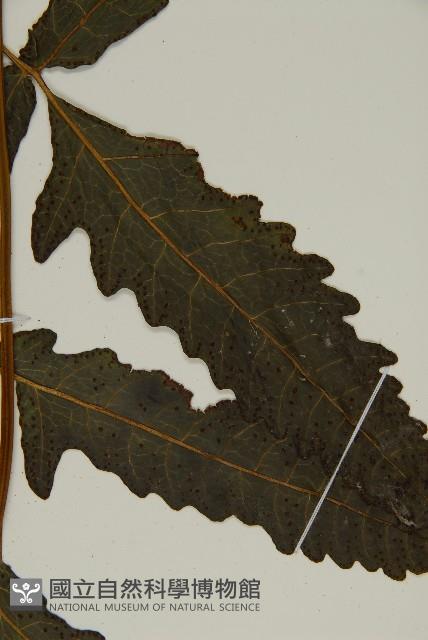 三叉蕨藏品圖，第4張