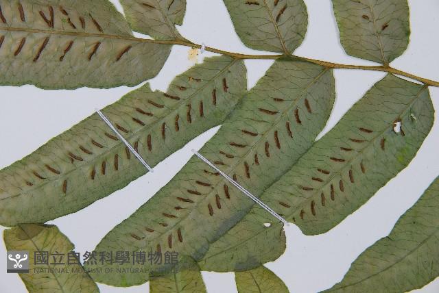 腸蕨藏品圖，第4張