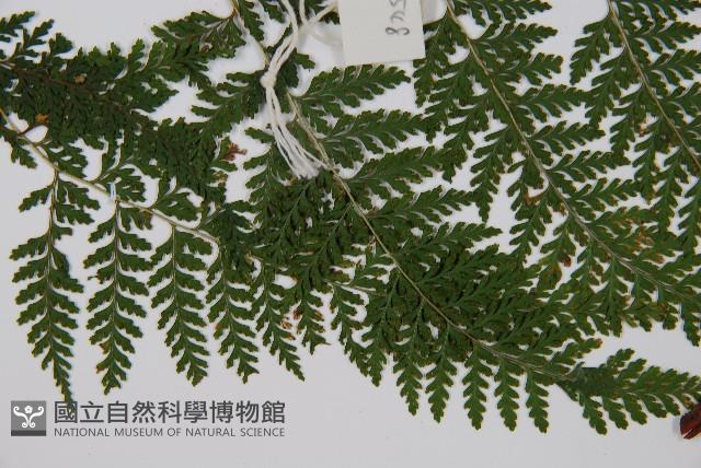 碗蕨藏品圖，第4張