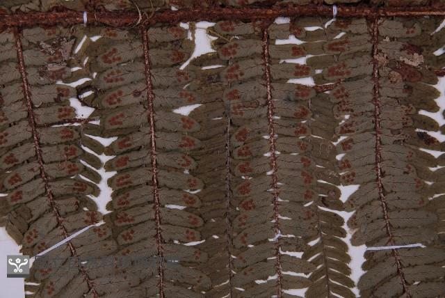 頂囊肋毛蕨藏品圖，第4張