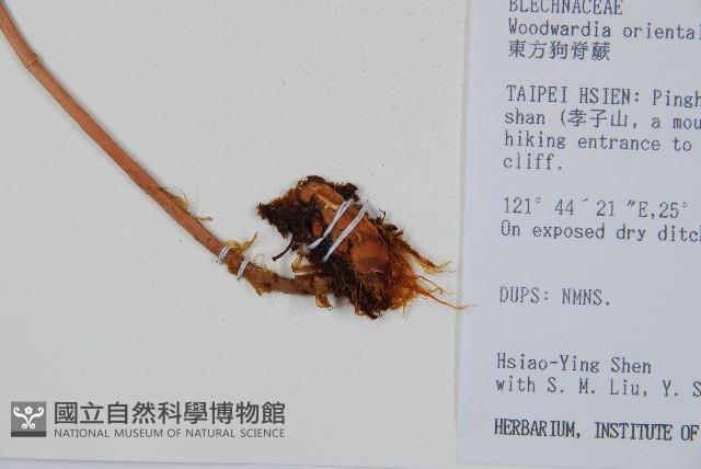 臺灣狗脊蕨藏品圖，第3張