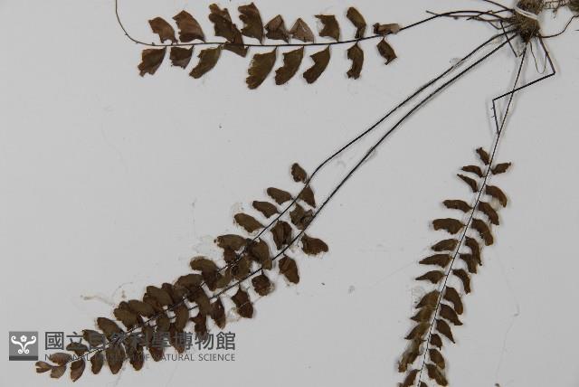 愛氏鐵線蕨藏品圖，第4張