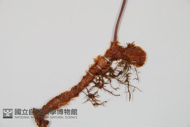 台灣小膜蓋蕨藏品圖，第3張