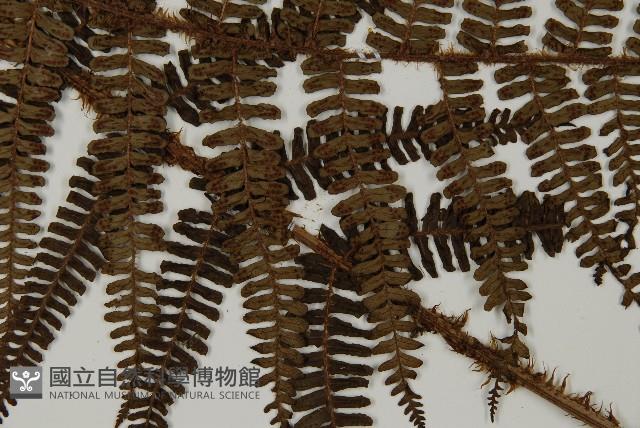 頂囊肋毛蕨藏品圖，第4張