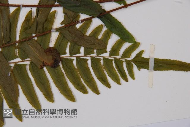 虎克氏鱗蓋蕨藏品圖，第4張