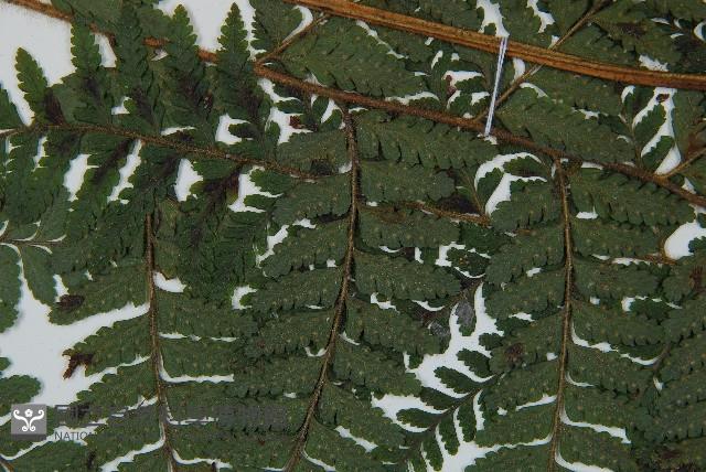 毛囊鱗蓋蕨藏品圖，第3張