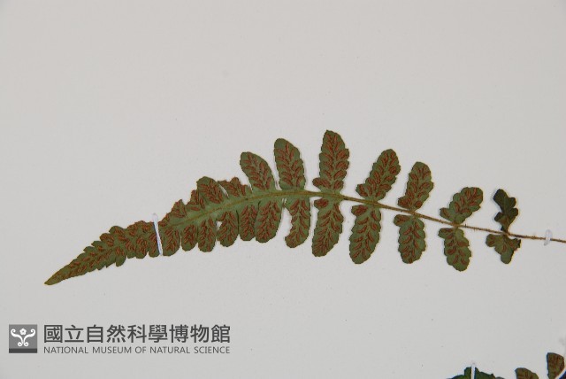東洋蹄蓋蕨藏品圖，第4張