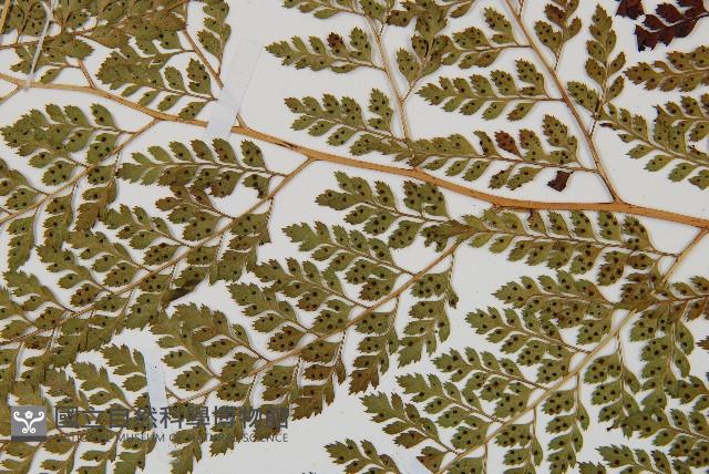 臺灣兩面複葉耳蕨藏品圖，第4張