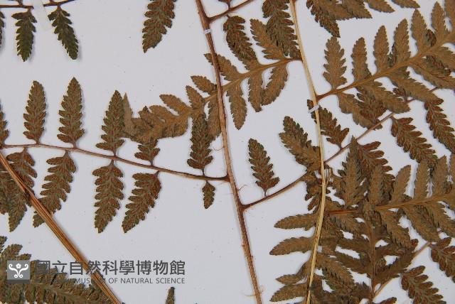 日本蹄蓋蕨藏品圖，第4張