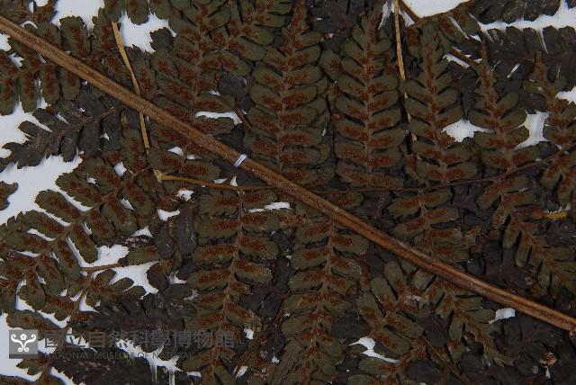 川上氏雙蓋蕨藏品圖，第4張