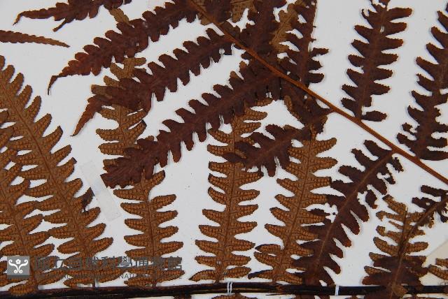 大葉黑桫欏藏品圖，第4張