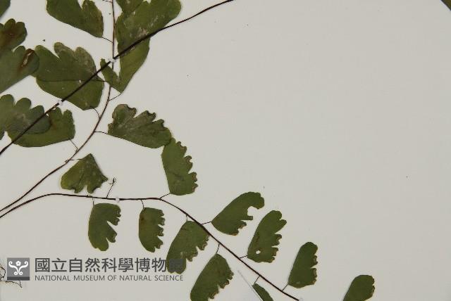 半月形鐵線蕨藏品圖，第4張