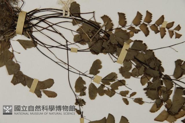 半月形鐵線蕨藏品圖，第4張