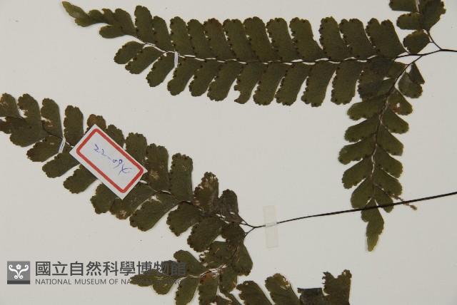長尾鐵線蕨藏品圖，第3張