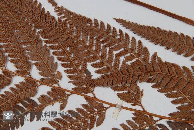細葉複葉耳蕨藏品圖，第4張