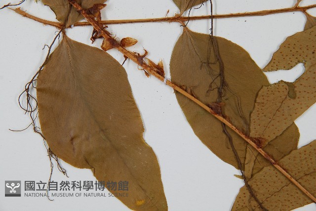 登錄號:P005637藏品圖，第4張