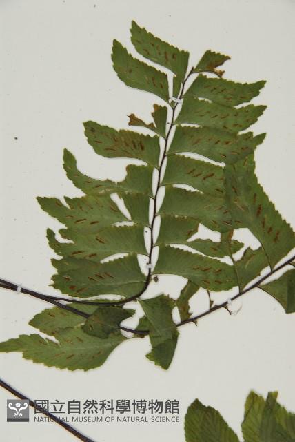 剪葉鐵角蕨藏品圖，第4張