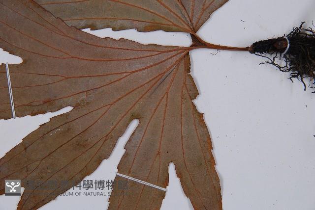 雙扇蕨藏品圖，第4張