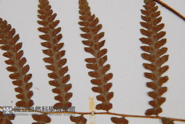 假蹄蓋蕨、東洋蹄蓋蕨藏品圖，第7張